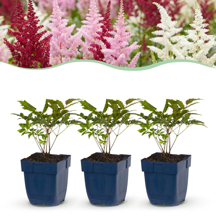 24 mixed astilbe plants in 11cm pots, 15-25cm tall - view 2