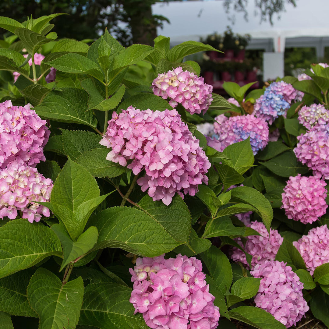 48 Hydrangea macrophylla Endless Summer Original Pink plants in 14cm pots - view 6