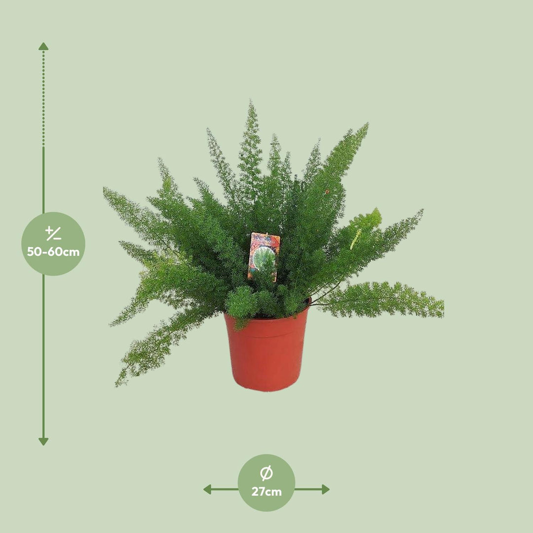 Asparagus Fern: Lush, Air-Purifying Greenery for Your Home – Order Yours Today!