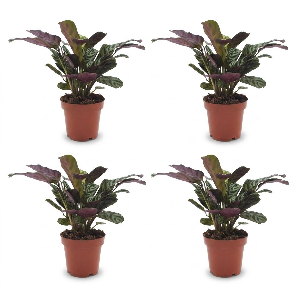 Fishbone Prayer Plant (Ctenanthe burle-marxii) - 4 Plants - 12cm Pot - 30cm Tall
