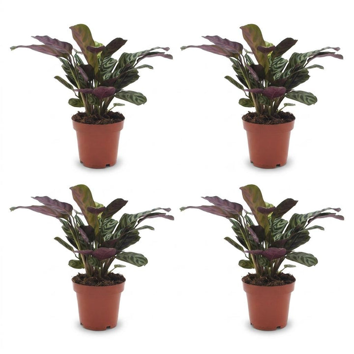 Fishbone Prayer Plant (Ctenanthe burle-marxii) - 4 Plants - 12cm Pot - 30cm Tall