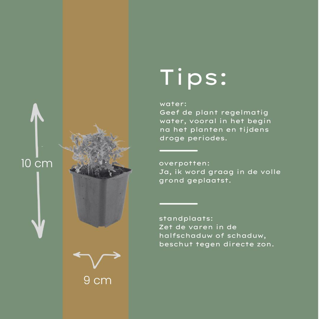 48x Polypodium vulgare - ↕10-25cm - Ø9cm