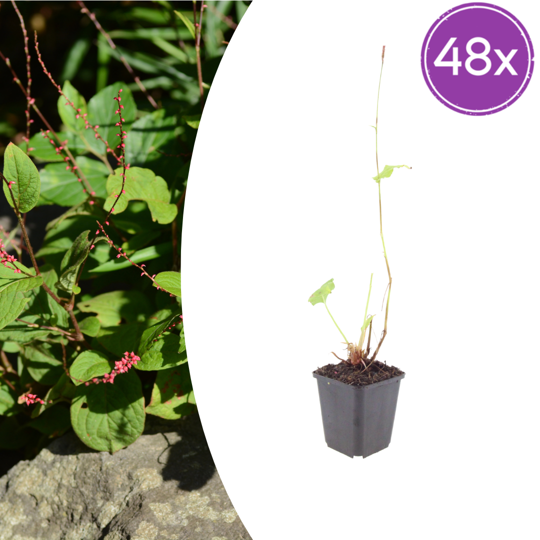 48x Persicaria a. 'Speciosa' - ↕10-25cm - Ø9cm