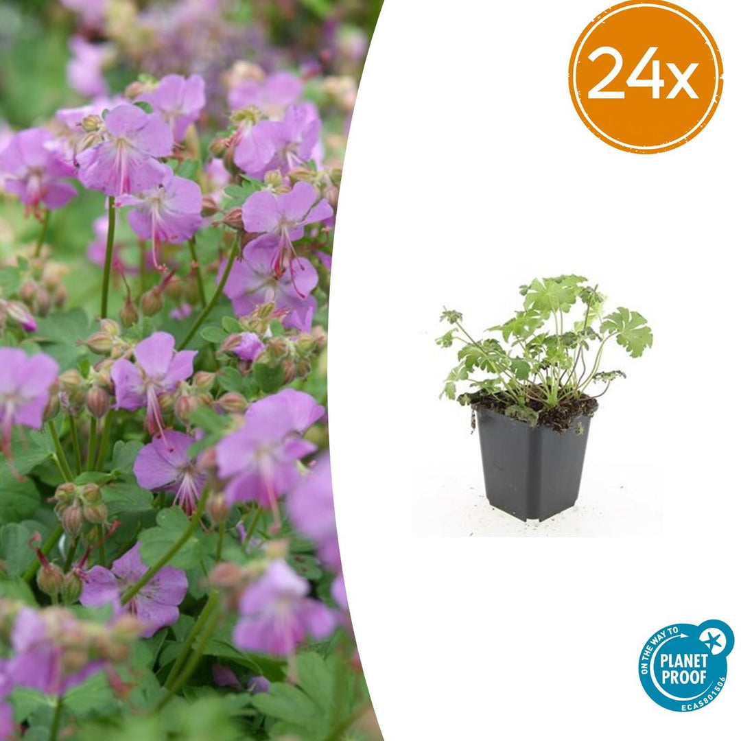 Geranium cantabrigiense 'Cambridge' in black pot with green dissected foliage and purple-pink flowers, 24-pack size label…