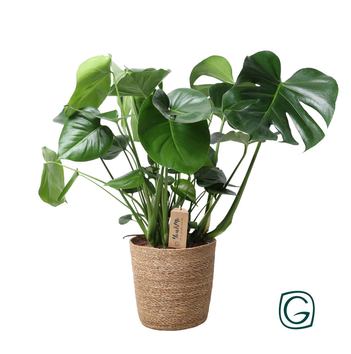 Monstera deliciosa with split and entire green leaves in natural woven basket pot, approximately 60cm tall
