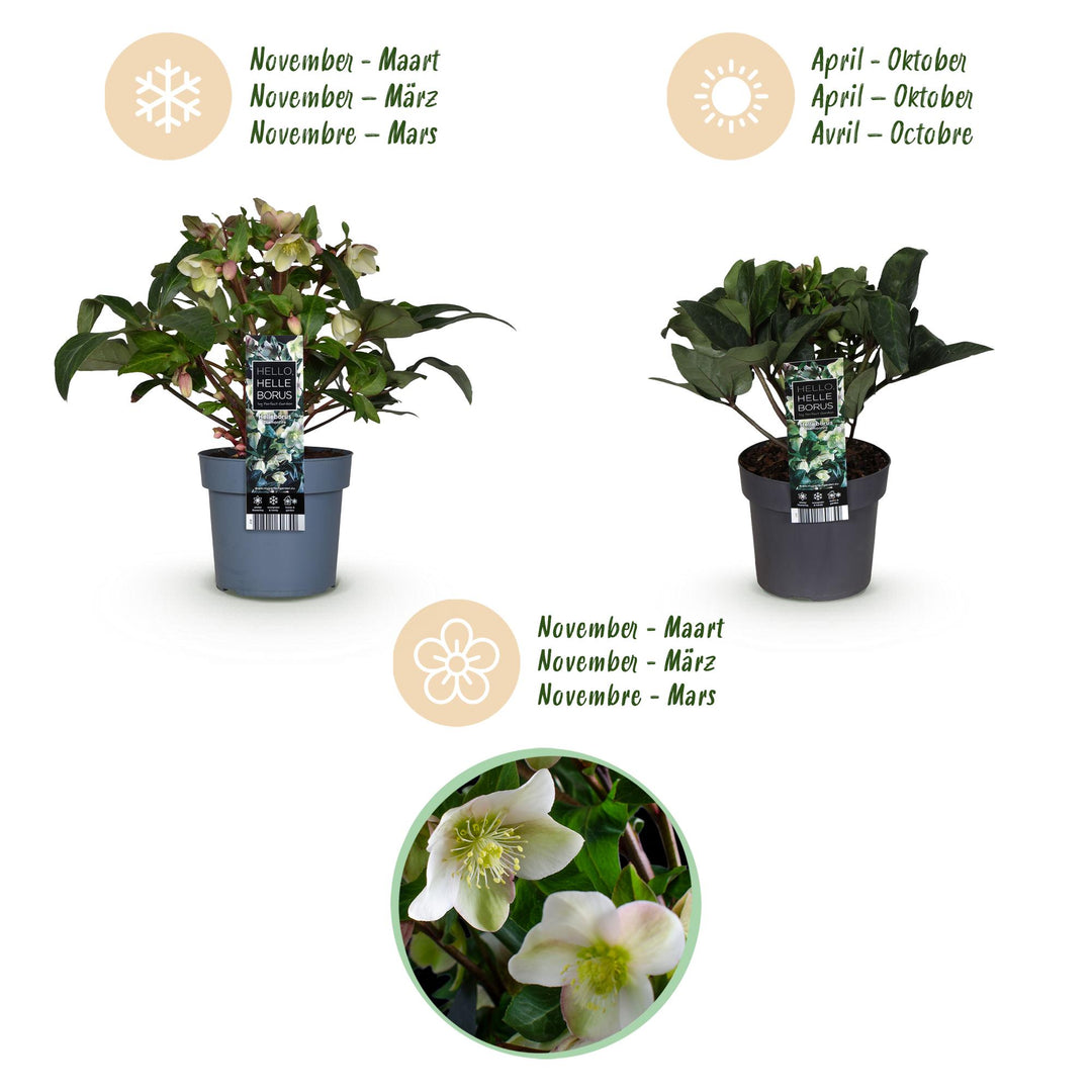 Helleborus 'Diamond Fire' Lenten Rose, single plant in a 19cm pot - view 9