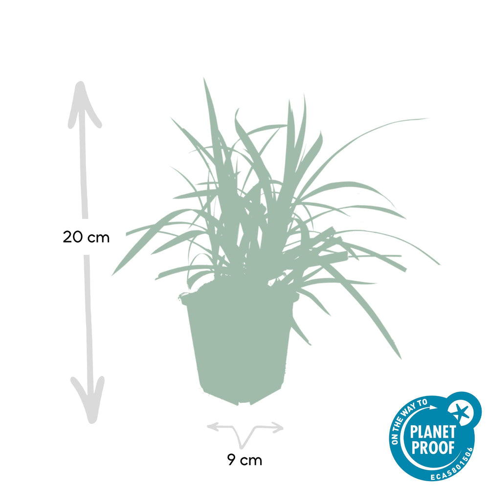 Healthy foliage and strong roots close-up of 24x Carex morrowii 'Irish Green' - ↕10-25cm - Ø9cm