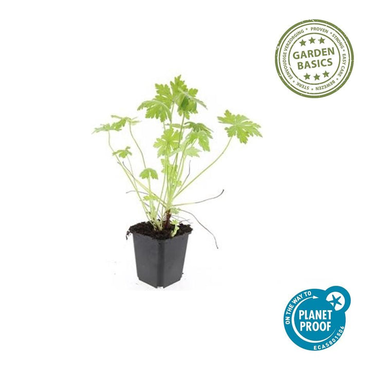 6x Geranium macrorrhizum - ↕10-25cm - Ø9cm — healthy root ball and nursery pot ready to ship from Ireland