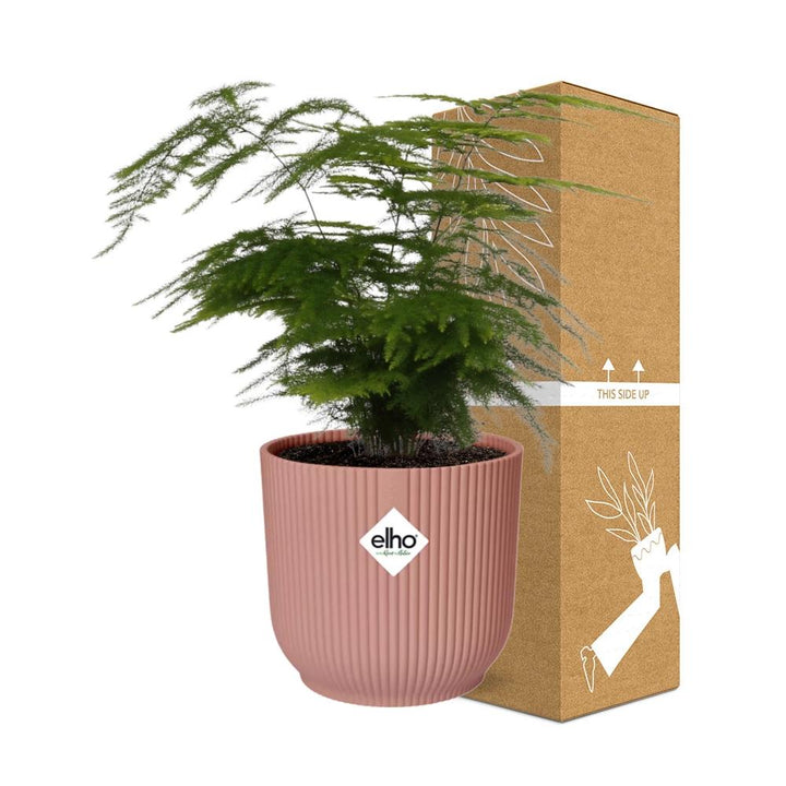 Asparagus Fern (Asparagus setaceus 'Plumosus') in a pink ELHO Vibes pot, view 4