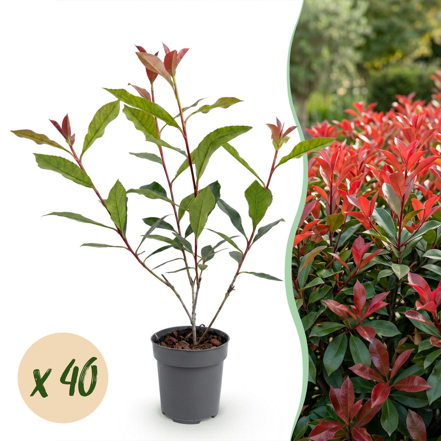 Photinia fraseri 'Carre Rouge' with bright red young leaves above glossy dark green foliage, 40-plant hedging pack in 9cm pots