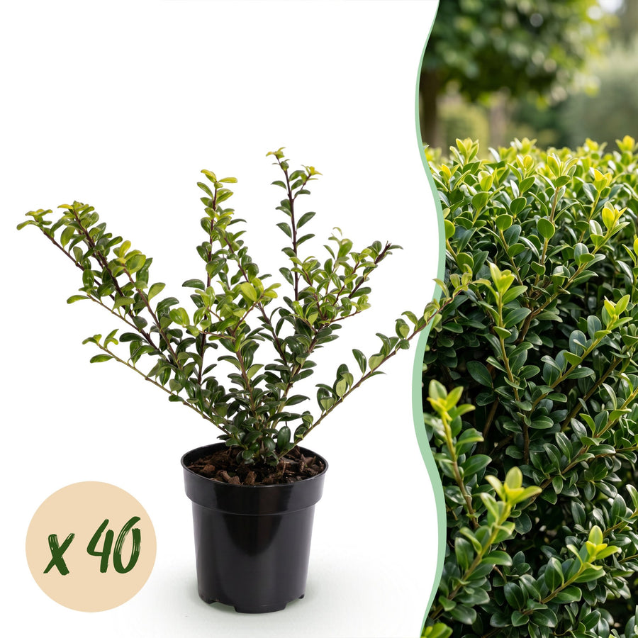 40 Ilex crenata 'Convexa' Japanese holly plants in 9cm pots, 20-30cm tall