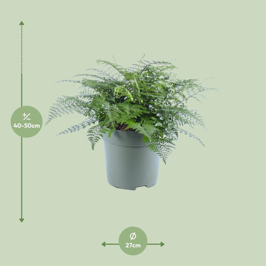 Asplenium 'Parvati' Bird's Nest Fern - 27cm Pot - 50cm Tall