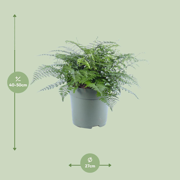 Asplenium 'Parvati' Bird's Nest Fern - 27cm Pot - 50cm Tall