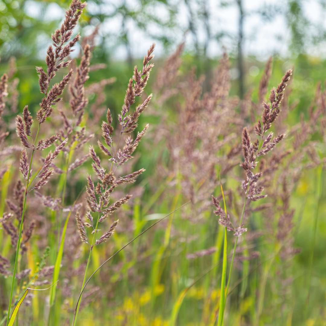 24x Calamagrostis brachytricha - ↕10-25cm - Ø9cm