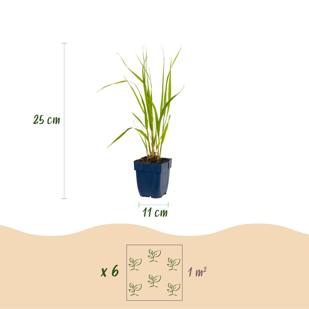 Pack of 24 Molinia caerulea 'Heidebraut' purple moor grass plants in 11cm pots - view 3