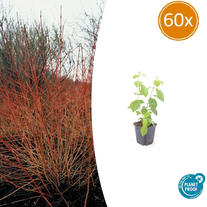 Cornus Sanguinea 'Midwinter Fire': Dazzling Winter Color for Your Garden – Buy Now!