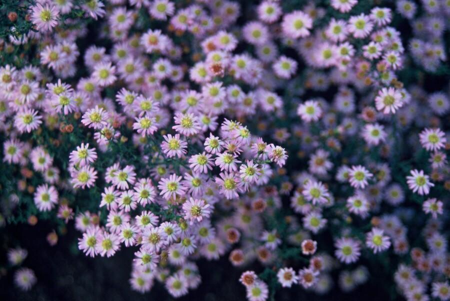 6x Aster ageratoides 'Stardust' - ↕10-25cm - Ø9cm styled in an Irish home interior