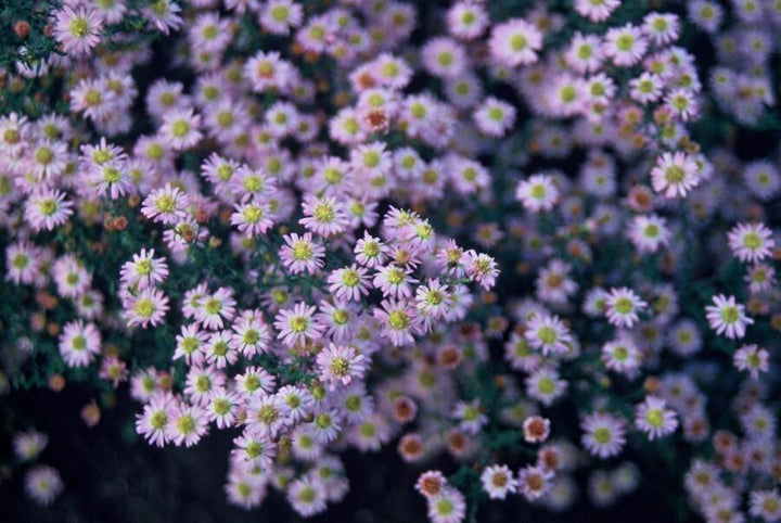 6x Aster ageratoides 'Stardust' - ↕10-25cm - Ø9cm styled in an Irish home interior