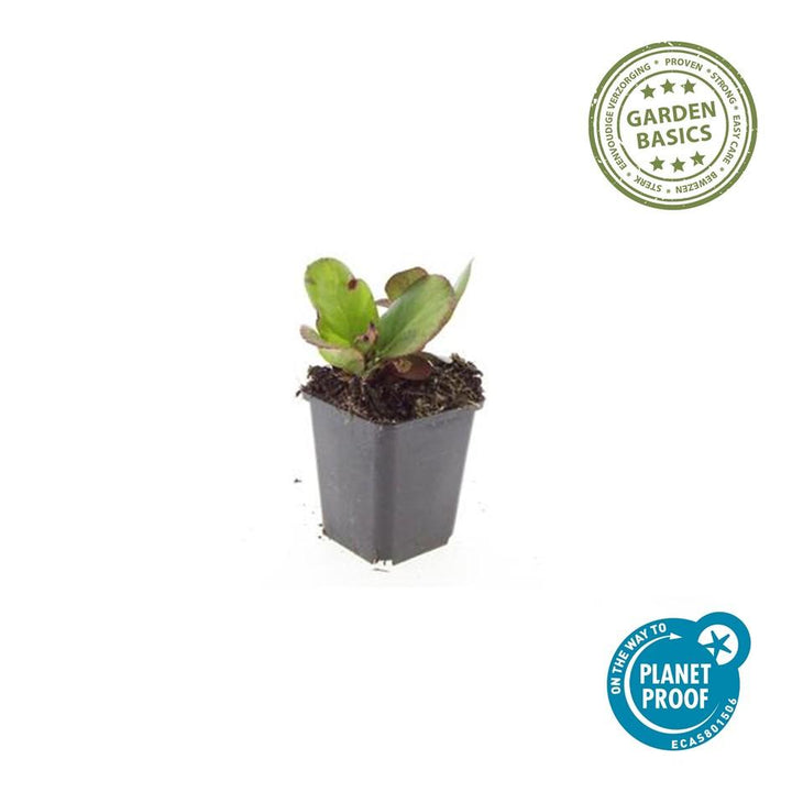 Bergenia cordifolia 'Herbstblüte' 40 Pack - Pink Flowering Ground Cover 9cm Pots