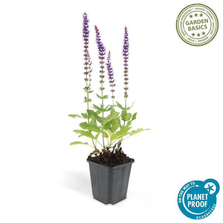24x Salvia nem. 'Ostfriesland' - ↕10-25cm - Ø9cm