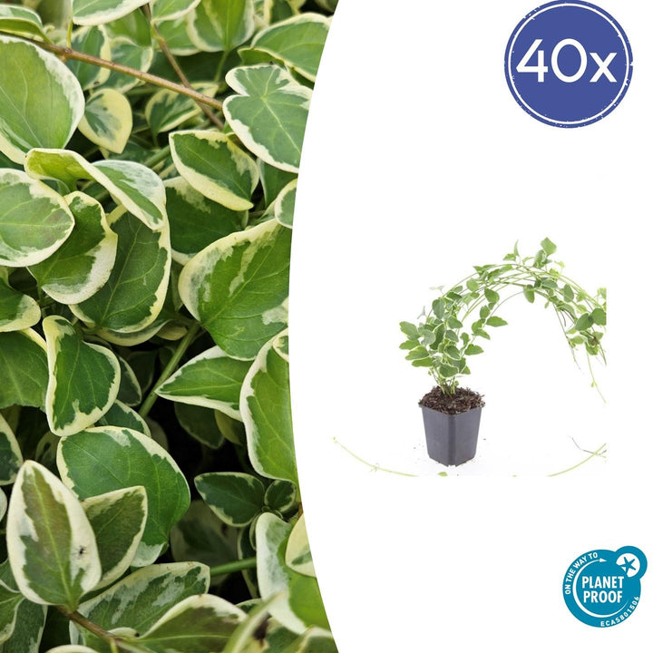 40x Vinca major 'Variegata' Evergreen Ground Cover - 10-25cm