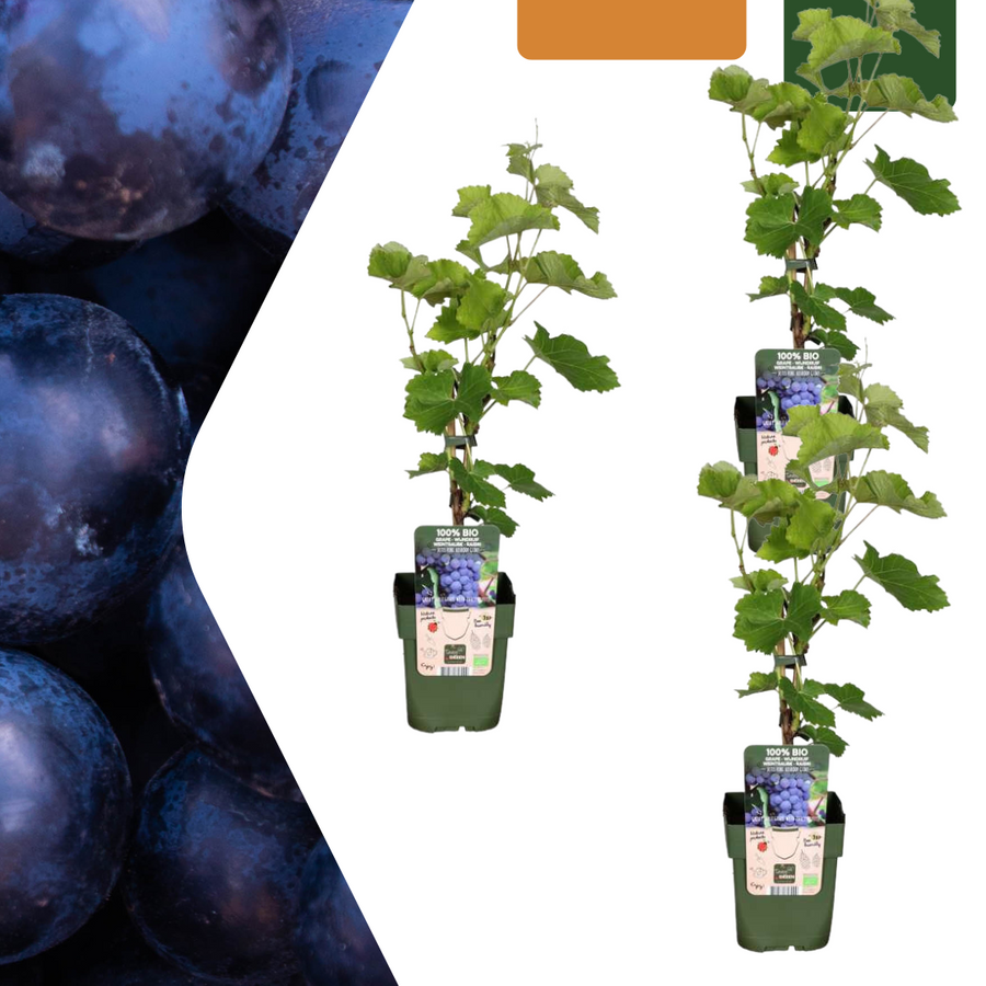 3 organic grape plants in 13 cm pots, 20 cm tall, by Everspring, featuring lush green leaves.