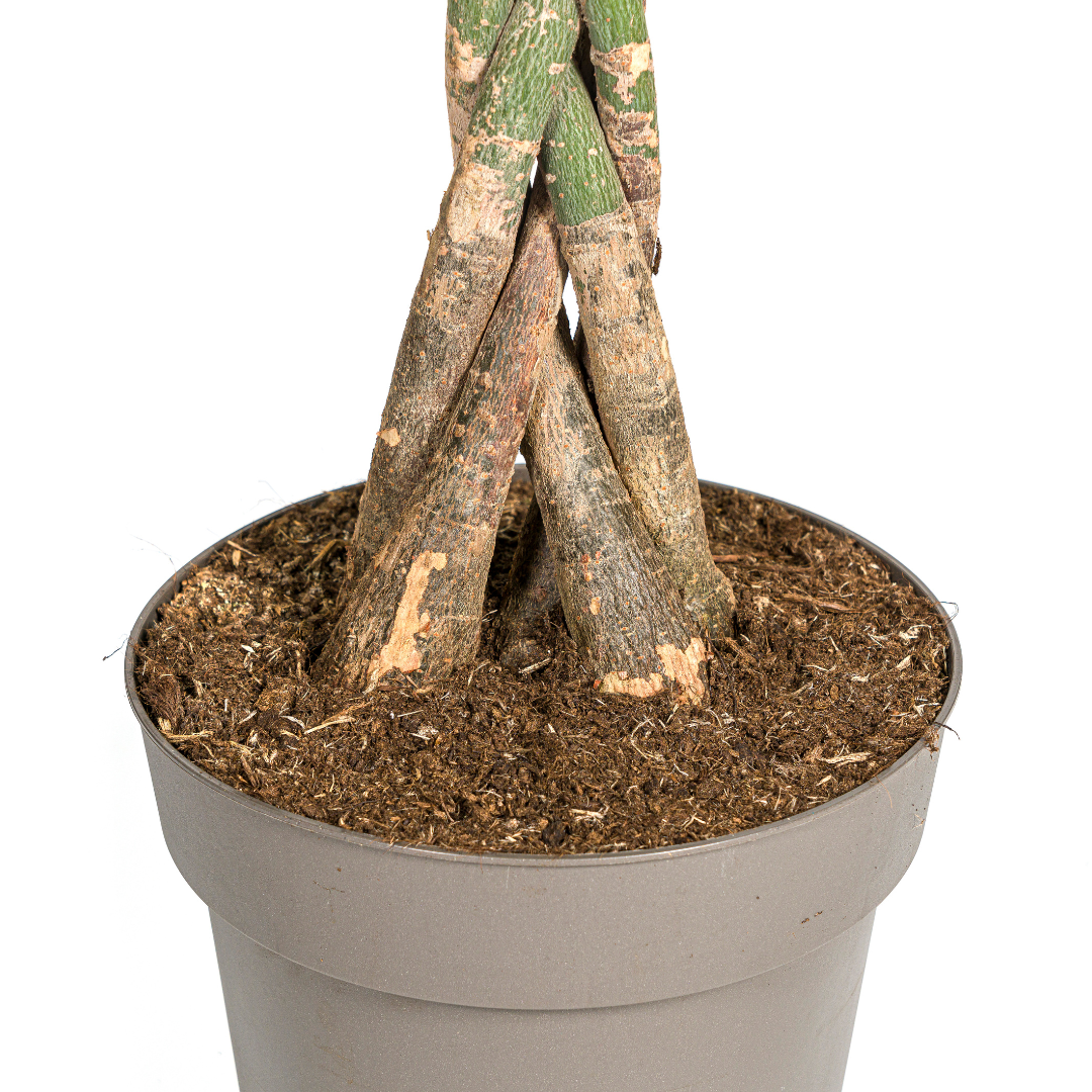 Money Tree (Pachira aquatica) - view 4
