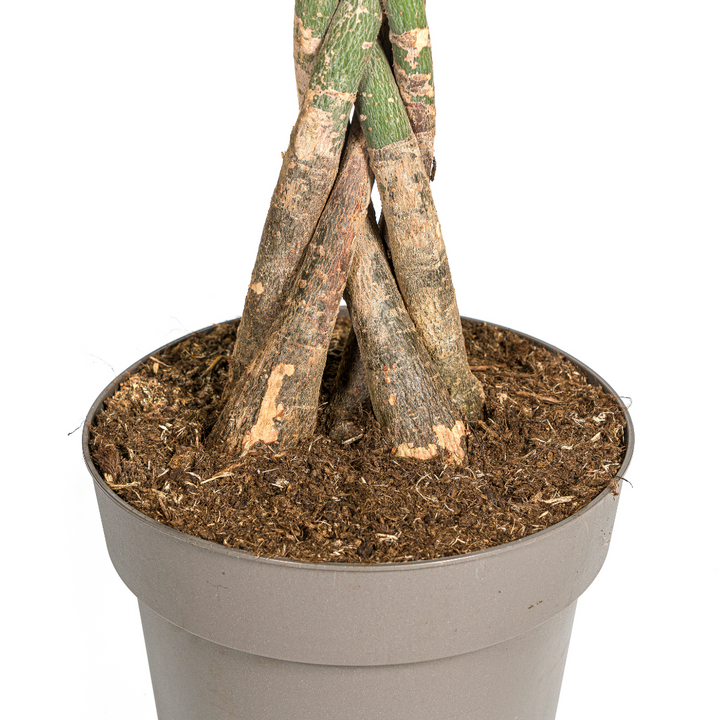 Money Tree (Pachira aquatica) - view 4