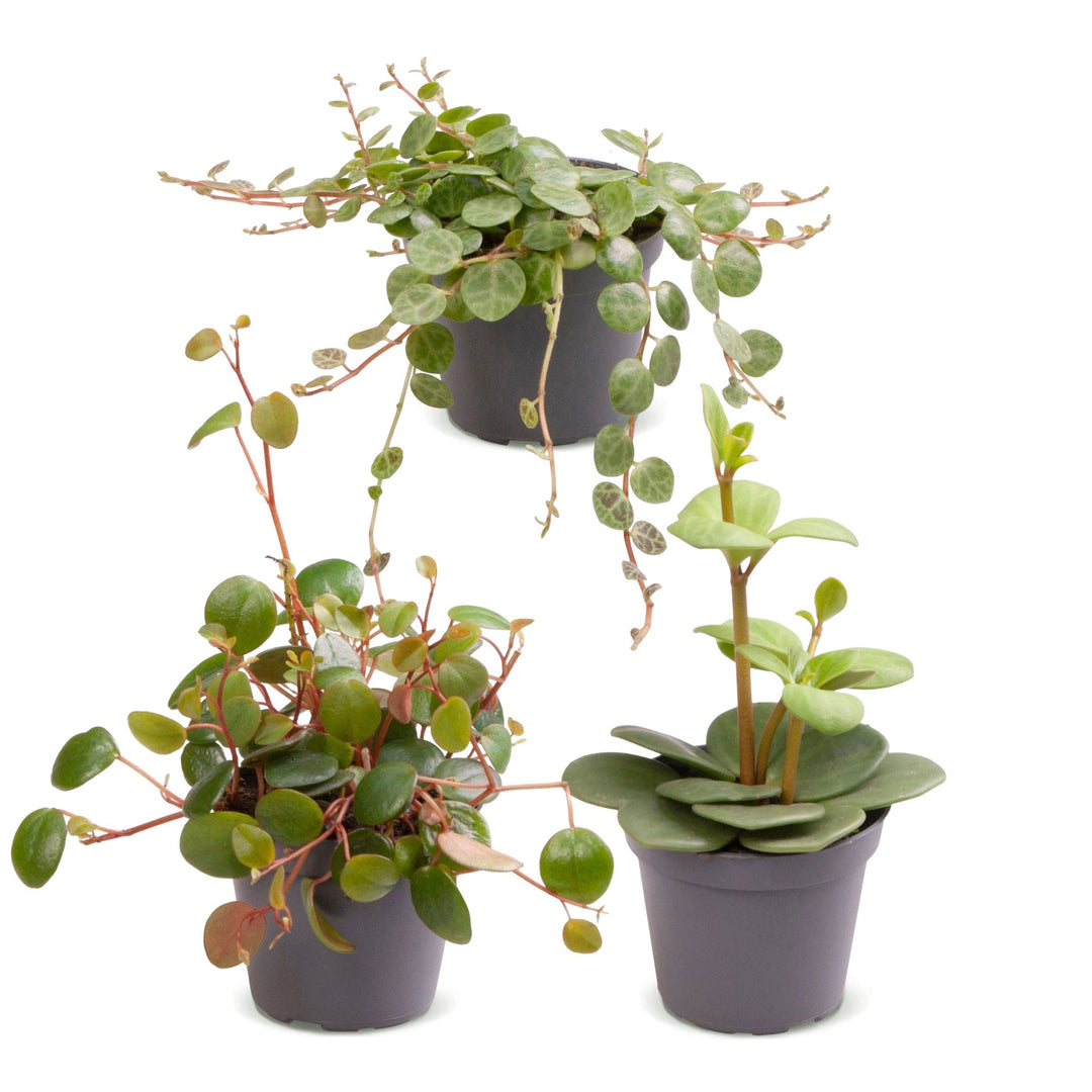 Baby Peperomia Mix houseplants, pack of 3, image 2