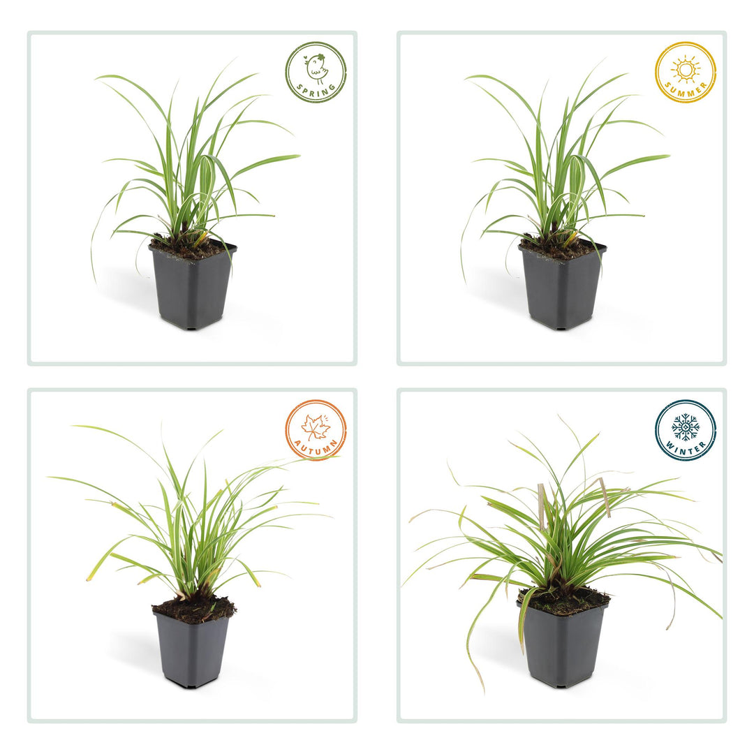 6x Carex morrowii 'Ice Dance' - ↕10-25cm - Ø9cm full-plant overview, healthy foliage and strong roots