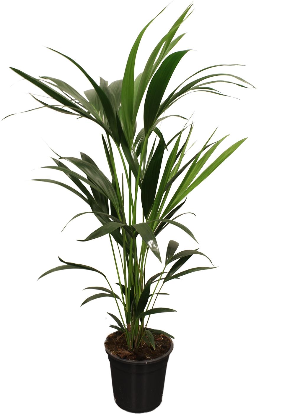 Howea Forsteriana (Kentia) 5 Pit 100cm — Kentia Palm in 21cm pot