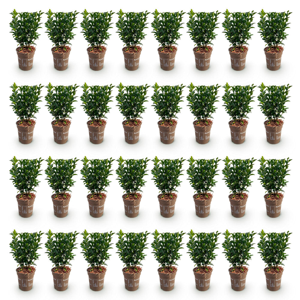 40 Euonymus japonicus 'Green Spire' hedging plants in 9cm pots, 20-25cm tall - view 2