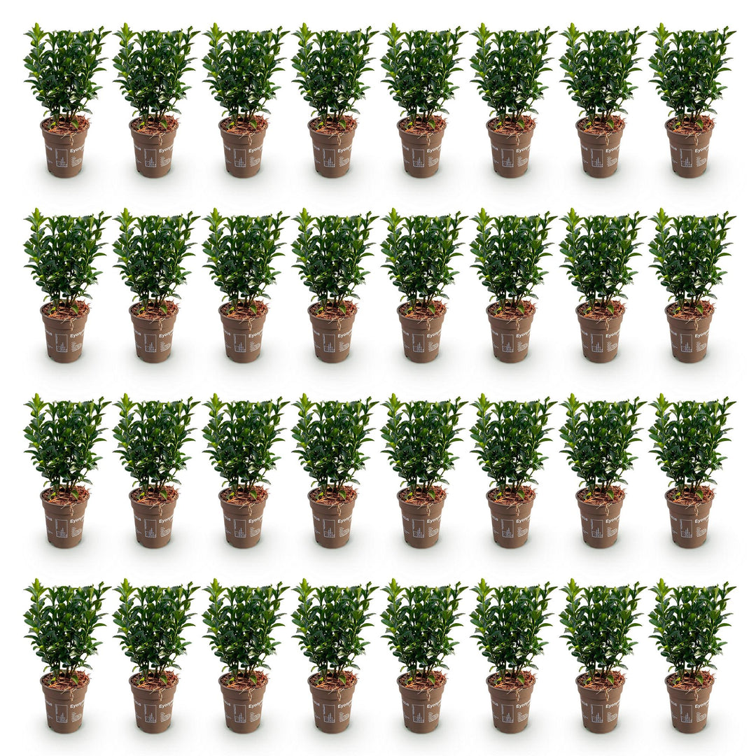 40 Euonymus japonicus 'Green Spire' hedging plants in 9cm pots, 20-25cm tall - view 2