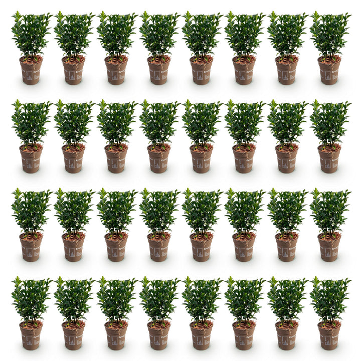 40 Euonymus japonicus 'Green Spire' hedging plants in 9cm pots, 20-25cm tall - view 2