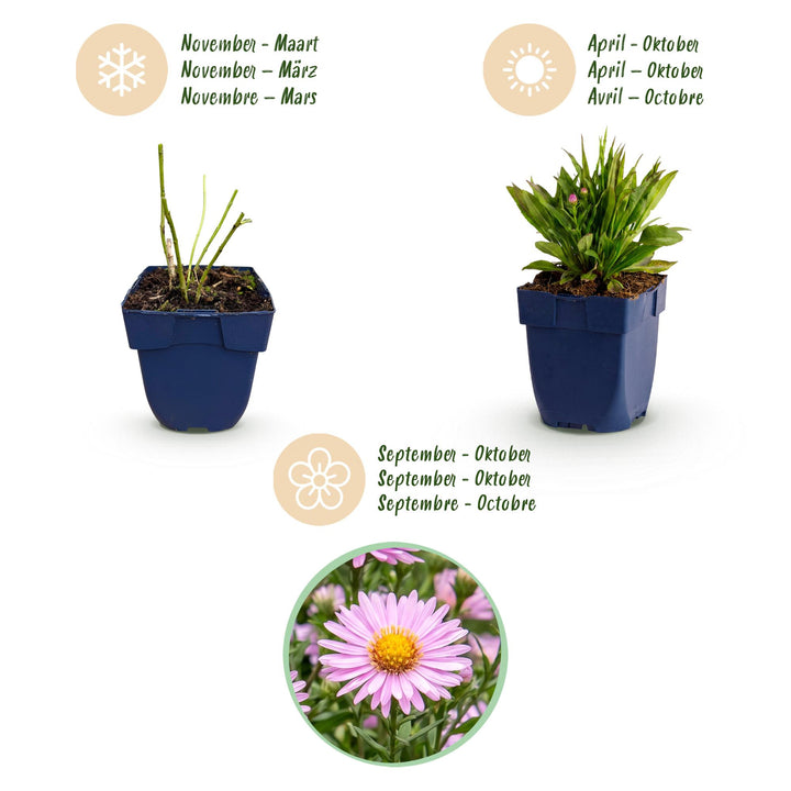 24x Aster 'Wood's Pink' - Mildew-Resistant Aster - Pink - 11cm Pot - 15-25cm