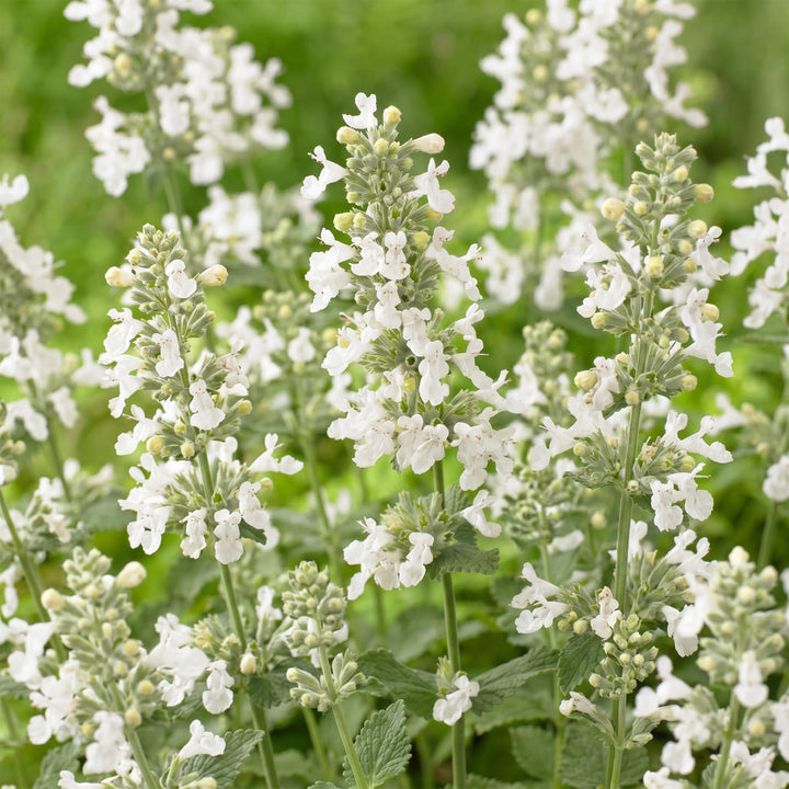 24 Nepeta x faassenii 'Snowflake' catmint plants in 11cm pots - view 5