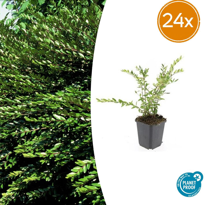 24x Lonicera pileata 'Purple Pearl' - ↕10-25cm - Ø9cm