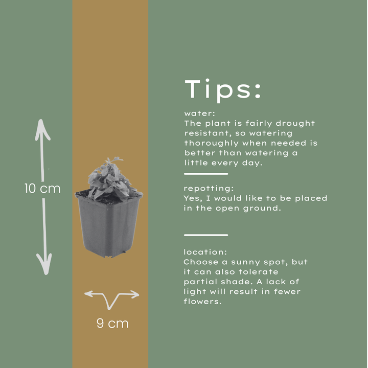 6x Erigeron karvinskianus - ↕10-25cm - Ø9cm — healthy root ball and nursery pot ready to ship from Ireland