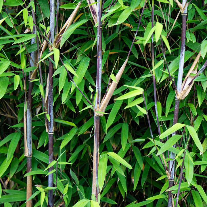 Bamboo - Fargesia Black Dragon - Evergreen - Non-Invasive - Green - 18 Plants - Pot 14cm - Height 35cm