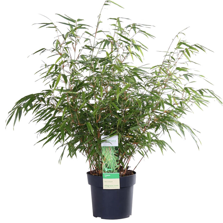 Fargesia rufa 80cm — Clumping Bamboo in 29cm pot