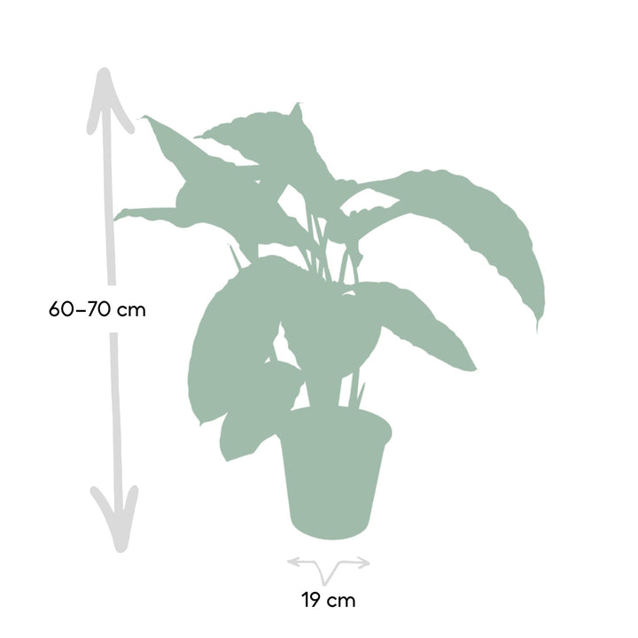 Calathea Warscewiczii - Peacock plant - Ø19cm - ↕70cm — healthy root ball and nursery pot ready to ship from Ireland