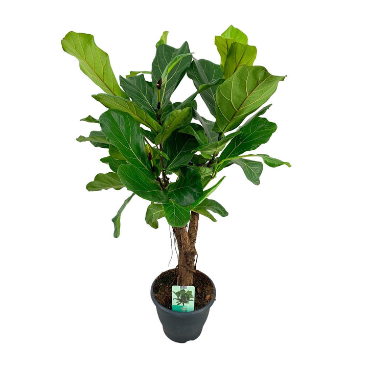 Fiddle leaf fig with large violin-shaped glossy green leaves on an upright stem, 100cm tall in a 26cm pot