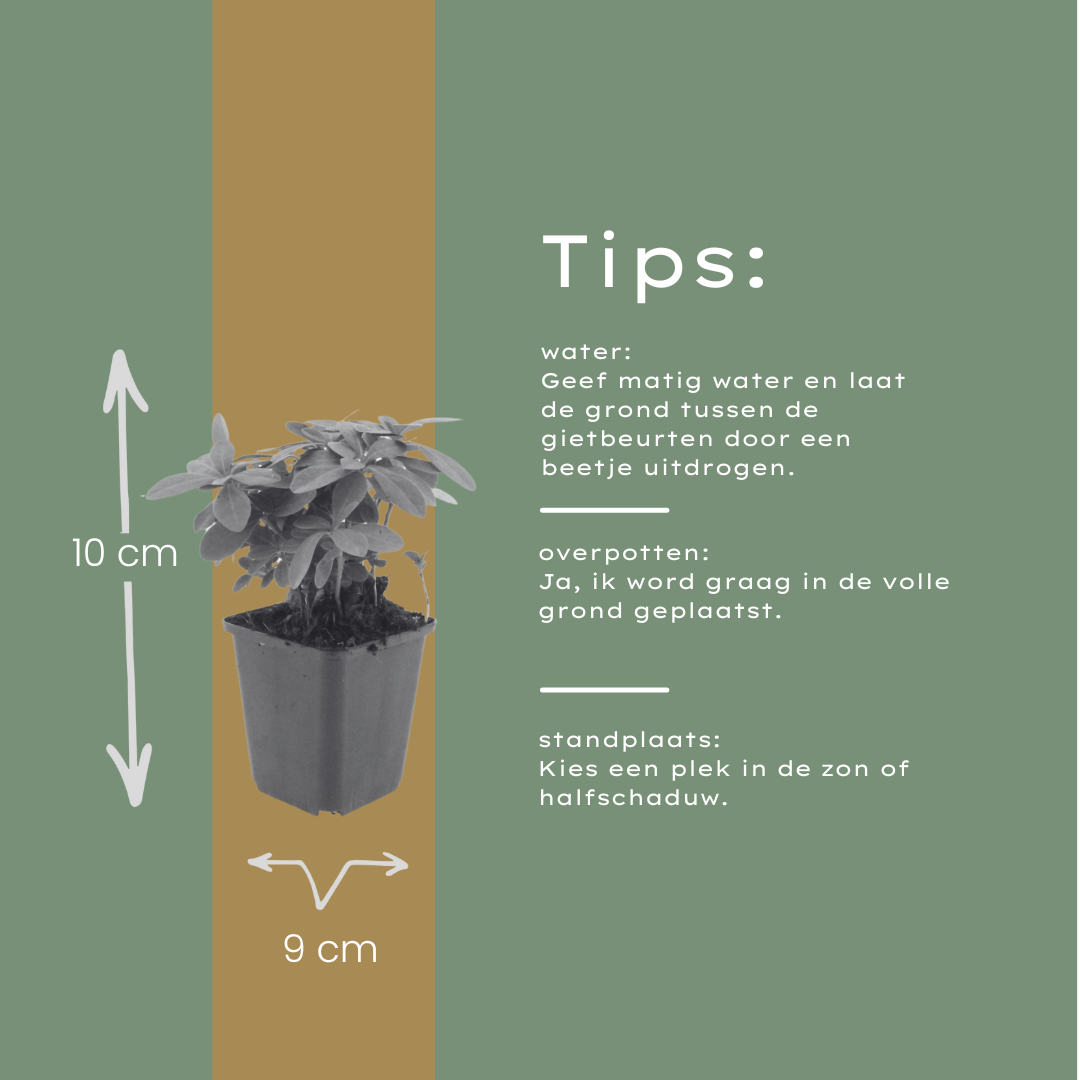 48x Euphorbia amygdal. robbiae - ↕10-25cm - Ø9cm