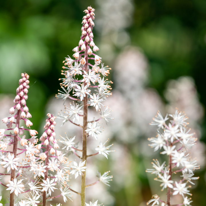 Foamflower plants with white star-shaped flowers and pink buds on burgundy stems, 10-25cm tall in 9cm pots