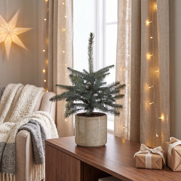 Pack of 2 potted blue spruce Christmas trees, 60cm in 23cm pots - view 3