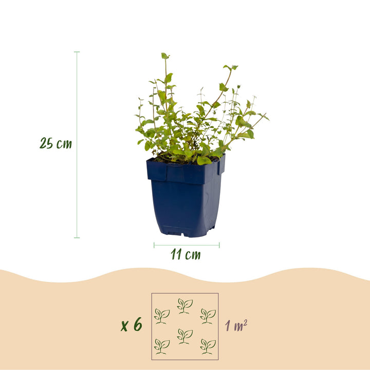 Pack of 24 Nepeta racemosa 'Grog' catmint plants in 11cm pots - view 3