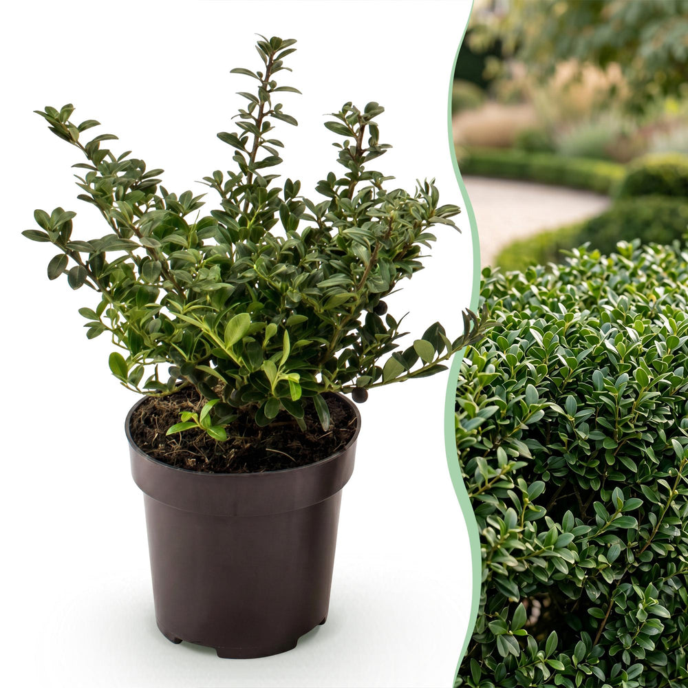 24 Ilex crenata Stokes Japanese holly plants in 9cm pots - view 2