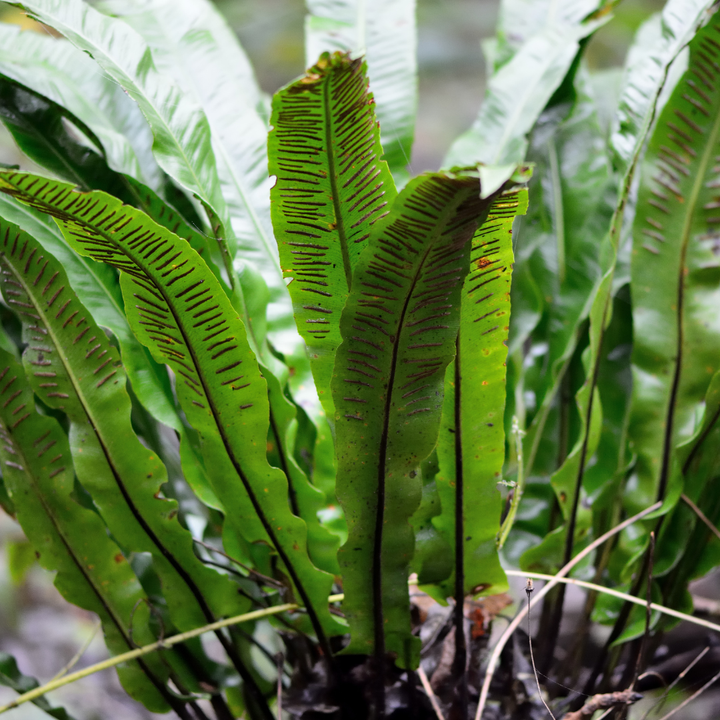 6x Asplenium scolopendrium - ↕10-25cm - Ø9cm packed for EU plant delivery from PlantGift.ie