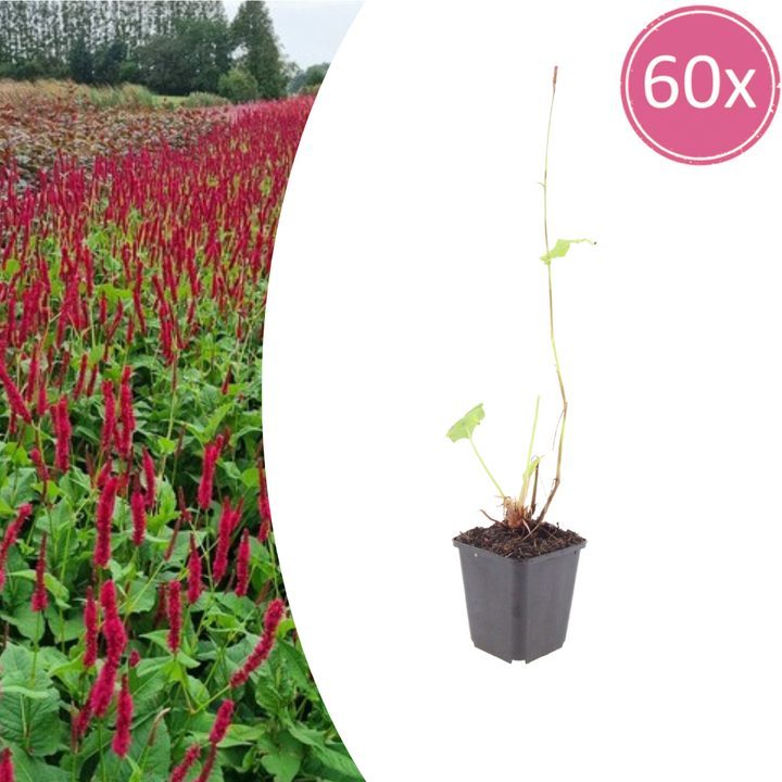 60x Persicaria Amplexicaulis 'Blackfield' - ↕10-25cm - Ø9cm