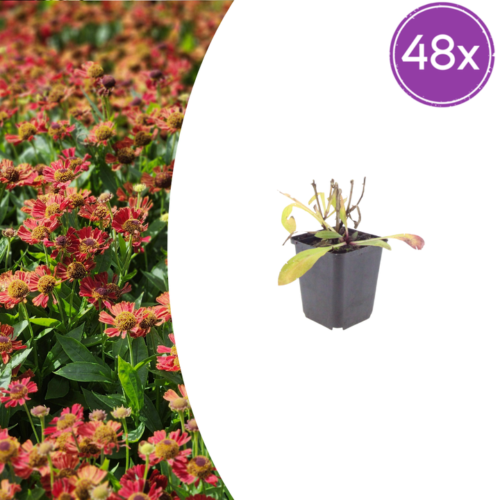 48x Helenium 'Moerheim Beauty' - ↕10-25cm - Ø9cm